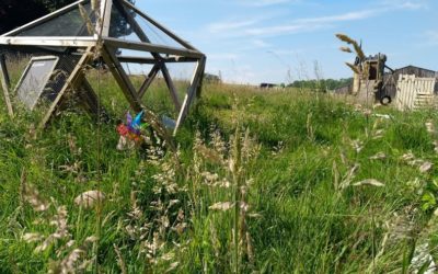 Yoga estival 1 dimanche sur 2 à la ferme