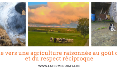 Prochaine mise à disposition de colis de viande de vache