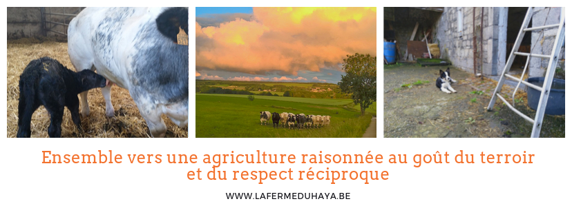 Prochaine mise à disposition de colis de viande de vache