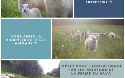 Optez pour l&rsquo;écopaturage de vos espaces verts par nos moutons