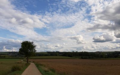 Il était une fois un arbre
