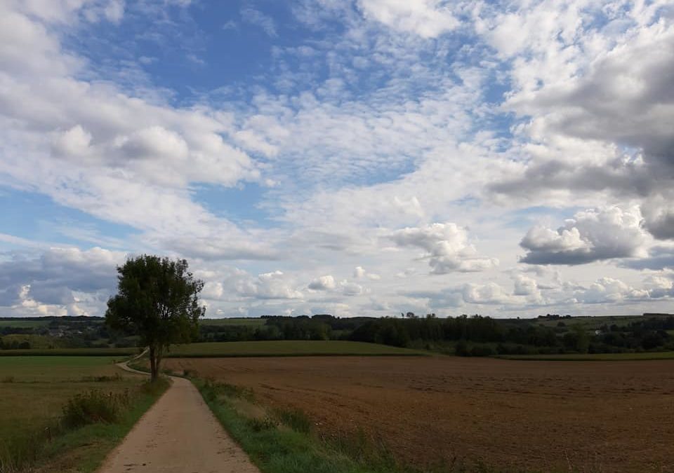 Il était une fois un arbre