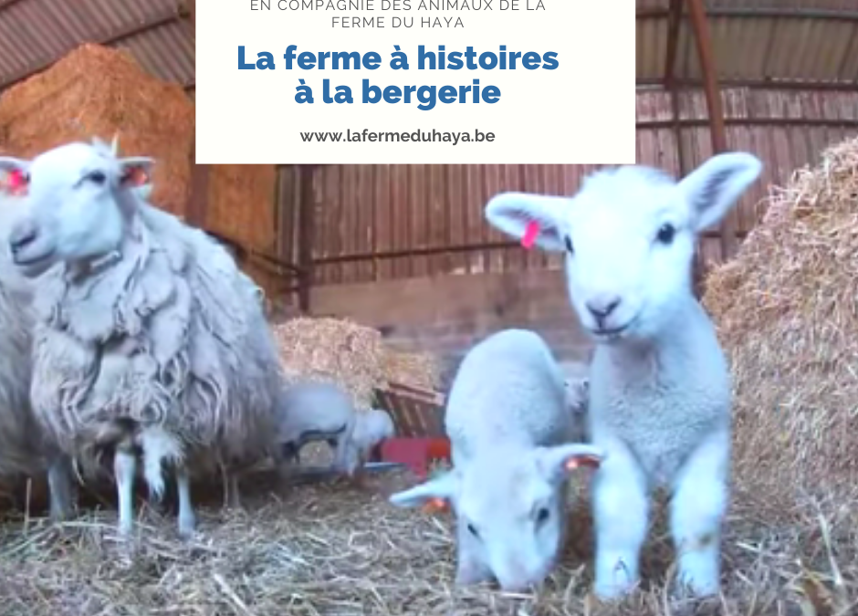 La ferme à histoires est à la bergerie : lecture de « Madame Meuh »