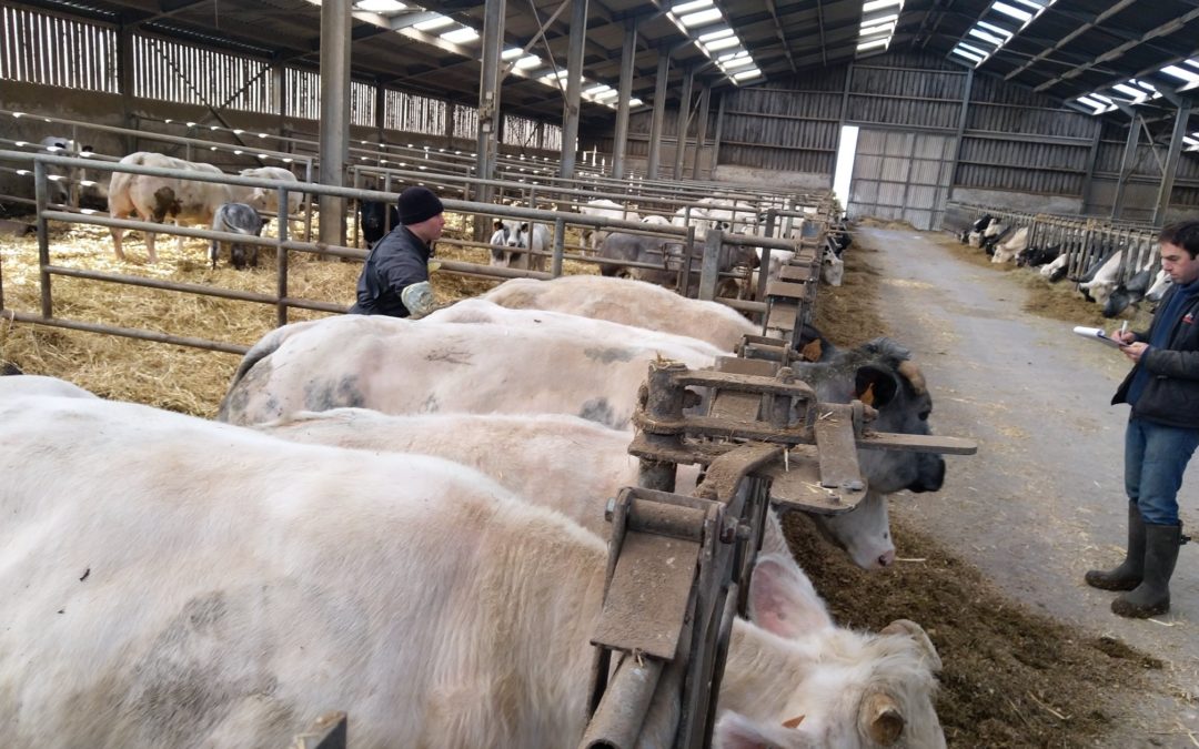 Echographie de nos vaches avant leur retour en prairie