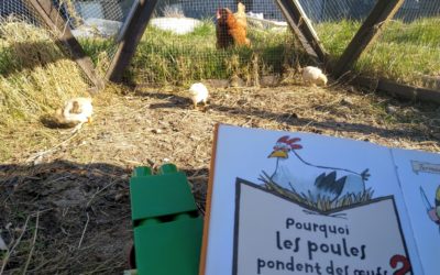 La ferme à histoires est au poulailler