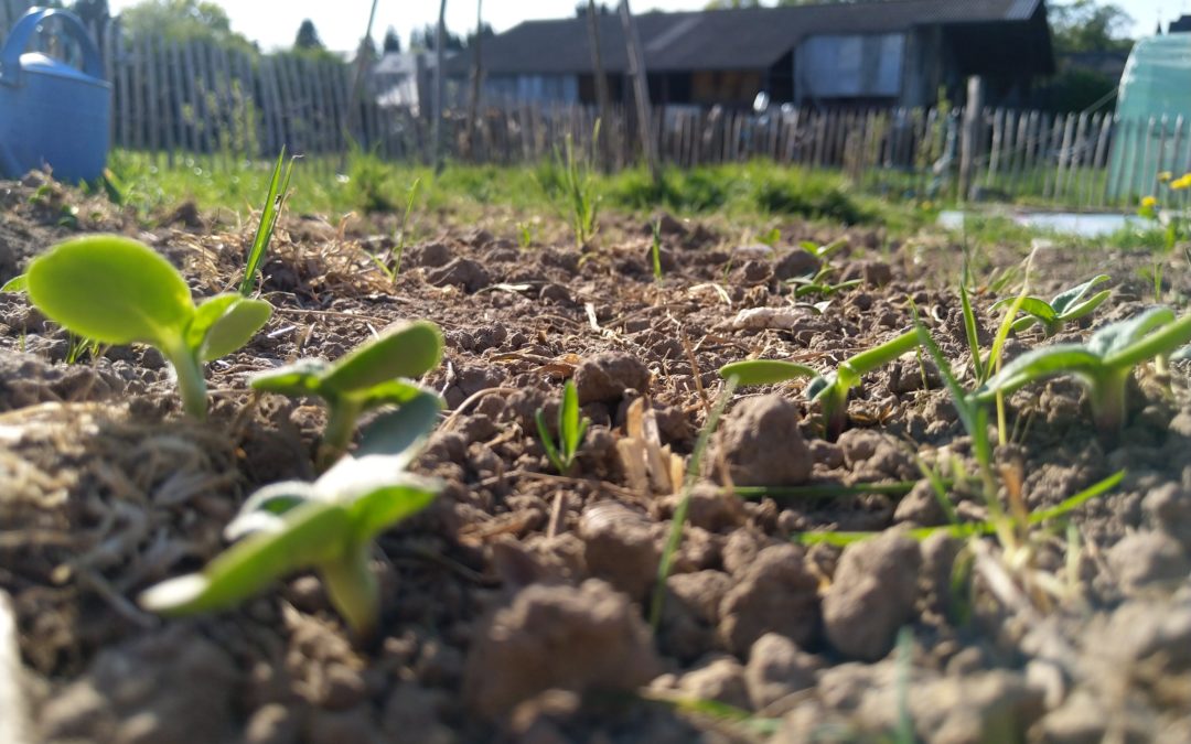 Des nouvelles de vos graines de soleil ?