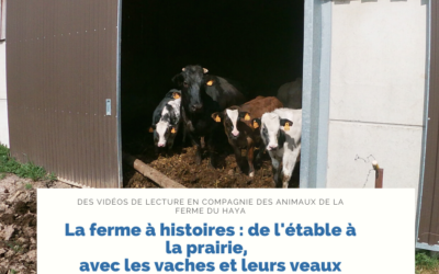 La ferme à histoires : de l&rsquo;étable à la prairie, avec les vaches et leurs veaux