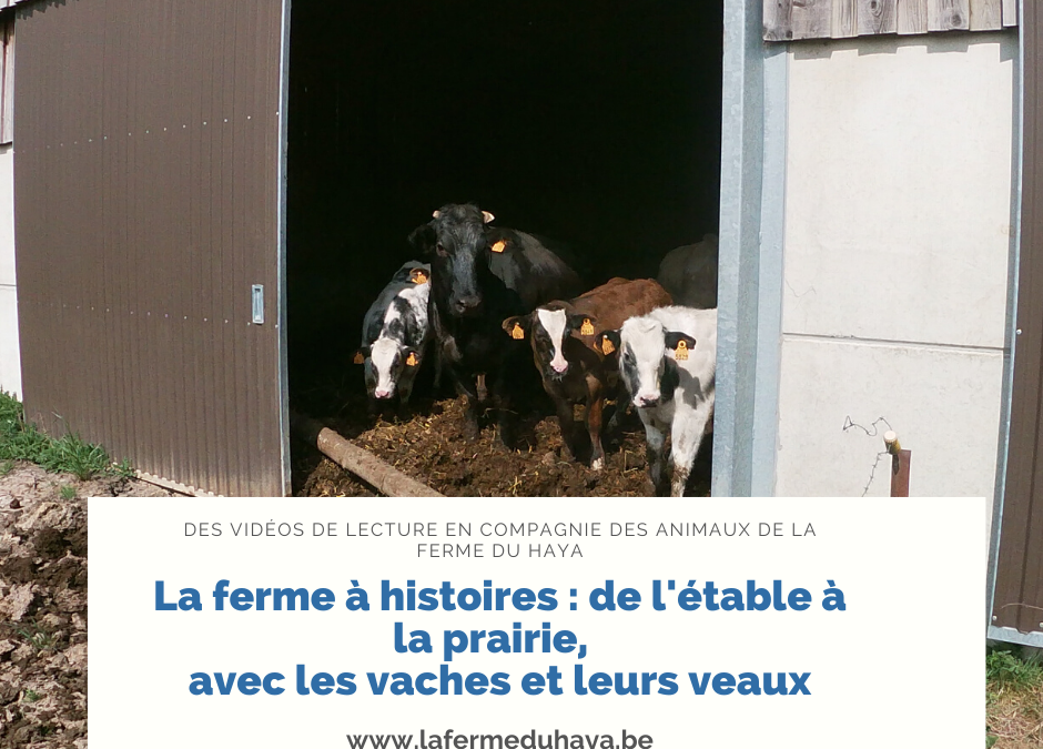 La ferme à histoires : de l’étable à la prairie, avec les vaches et leurs veaux