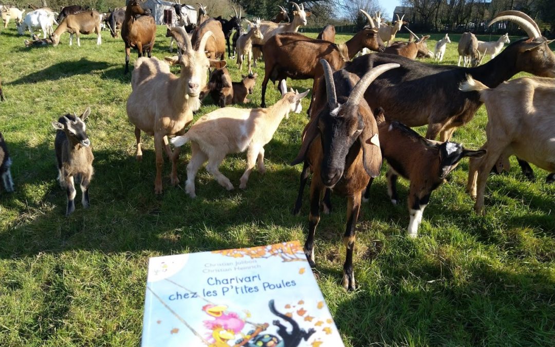 La ferme à histoires est en prairie, avec les chèvres de Borlon