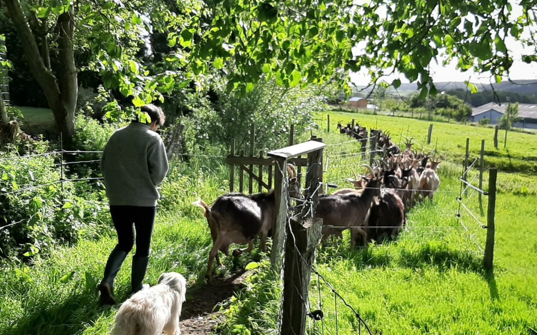 La ferme à histoires en balade à la chèvrerie de Borlon