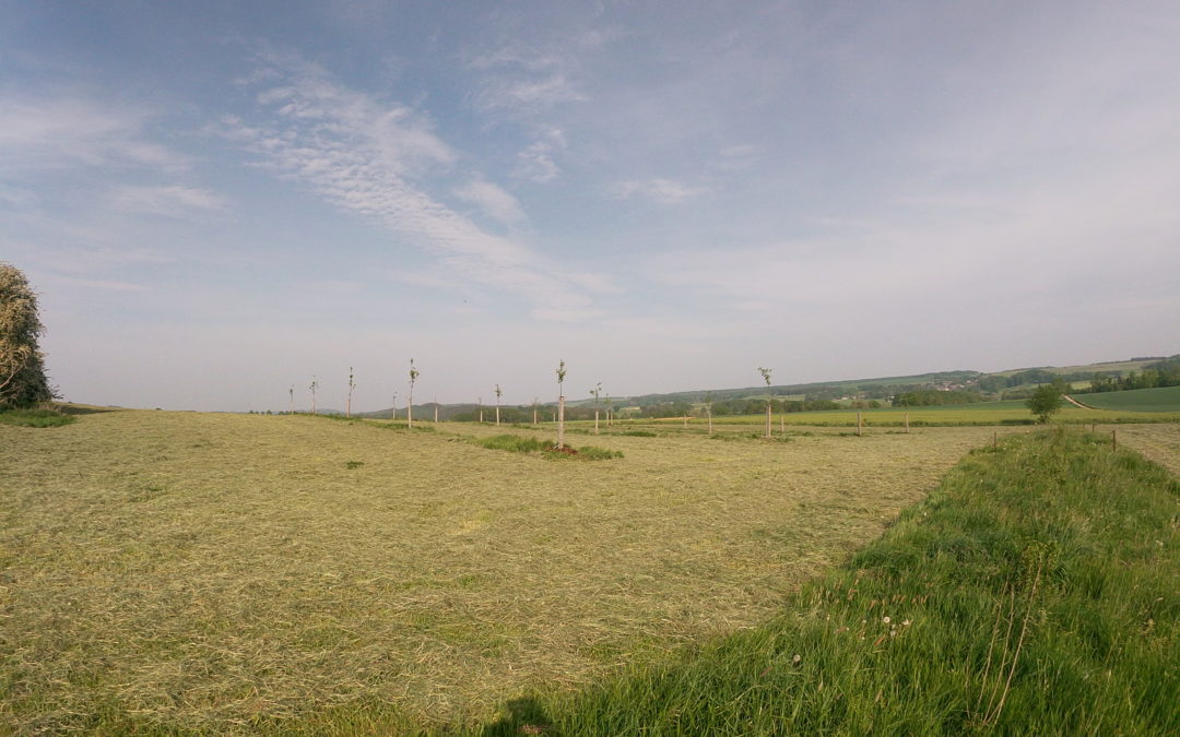 Fauchage de notre prairie verger