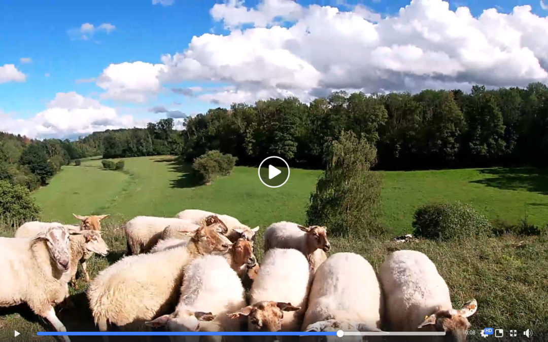 Nos moutons pâturent en réserve naturelle !