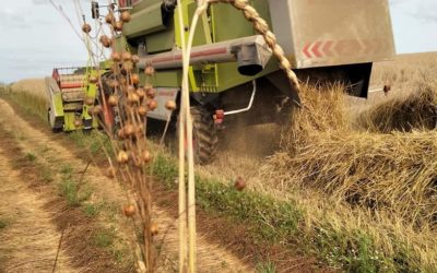 Cultures textile et alimentaire