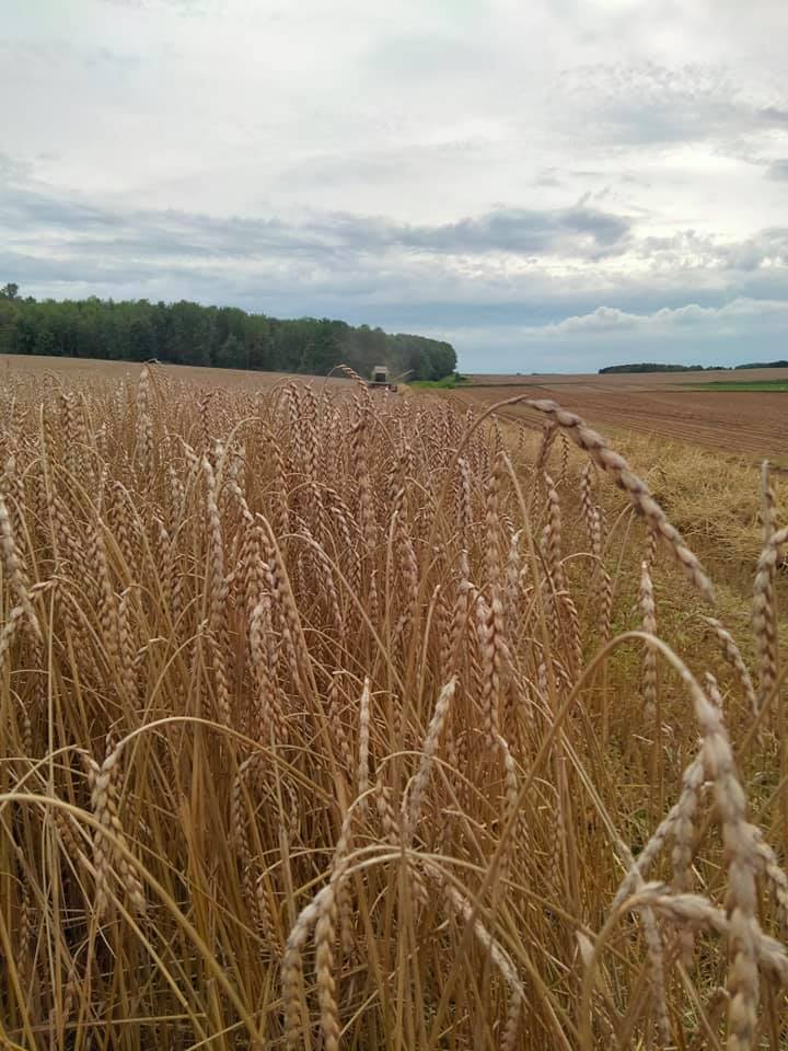 Tiges d'épeautre