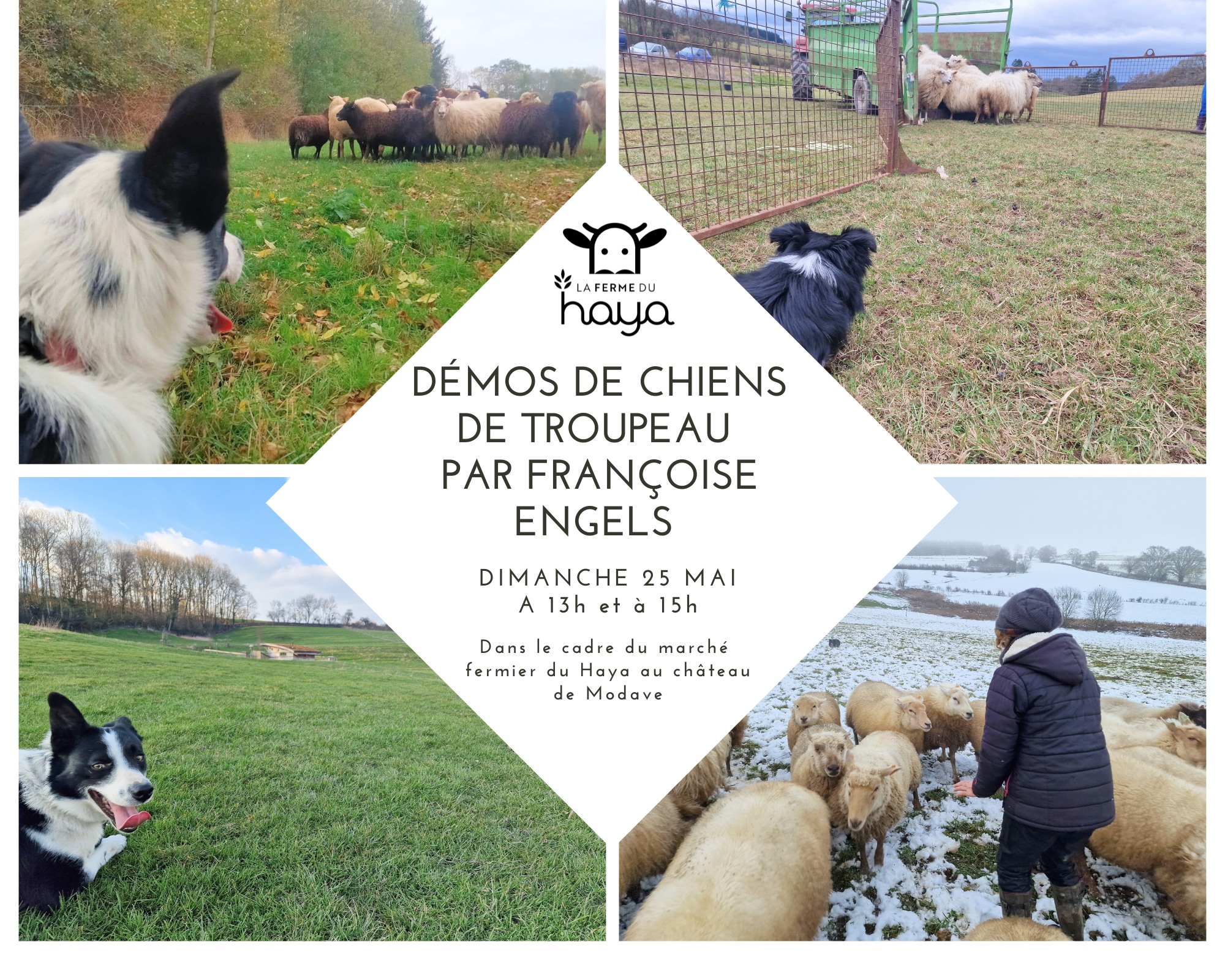 chiens de troupeaux