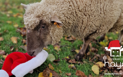 Verre de Noël samedi 20 décembre