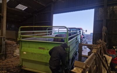 Une vache par mois à l&rsquo;abattoir de Rochefort