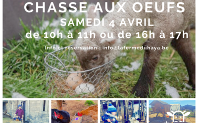 Chasse aux oeufs