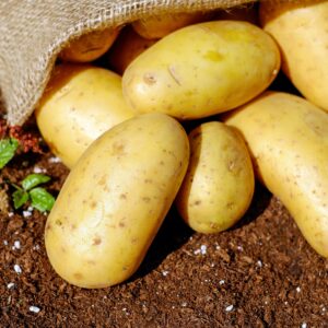 Pomme de terre (Nicola)