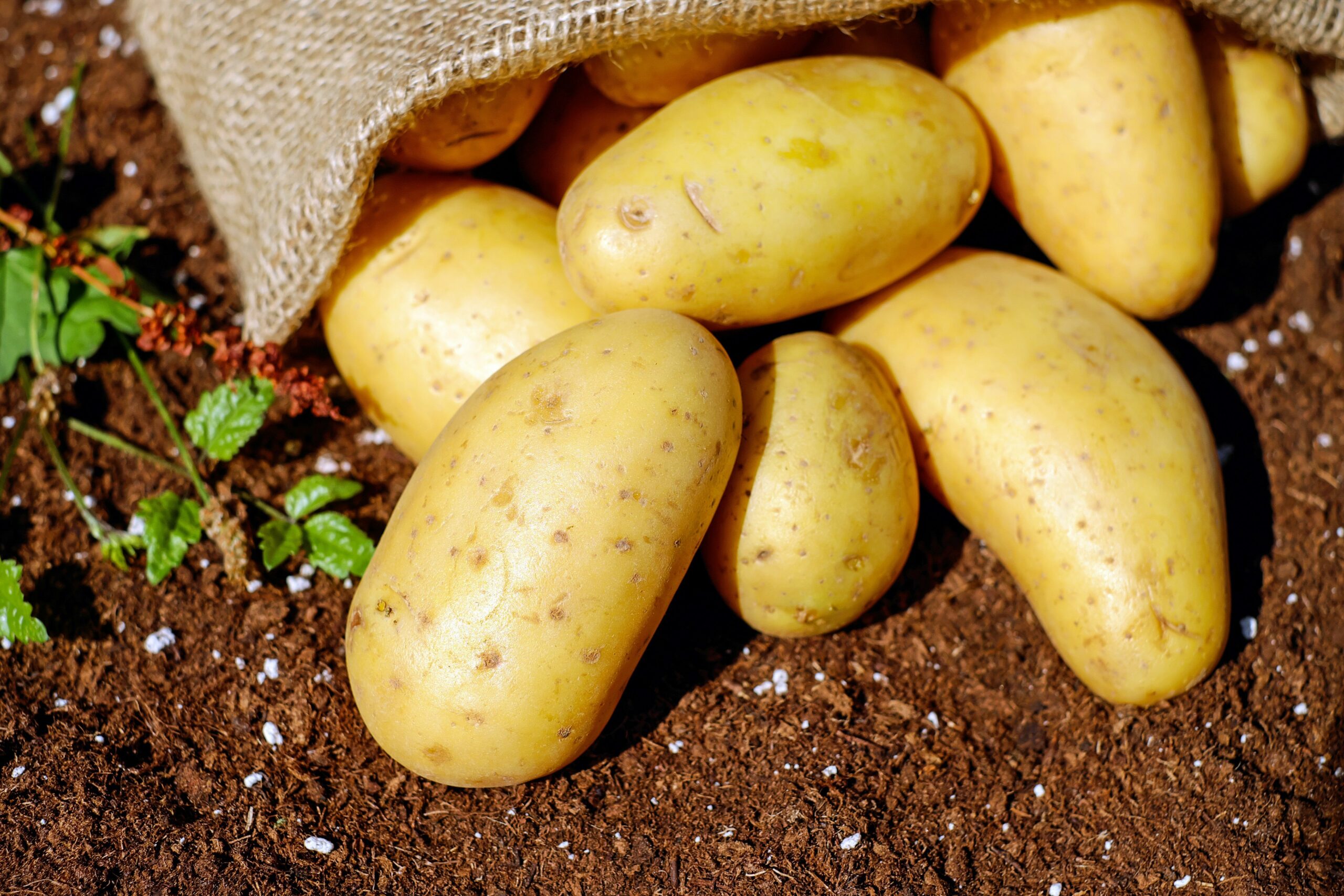 Pomme de terre (Nicola)